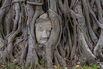 Buddha head entwined in tree roots at Wat Mahathat in Ayutthaya Historical Park, Thailand