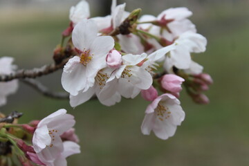 Boy with Tulips and sakura