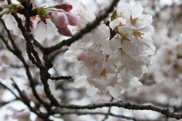 Boy with Tulips and sakura