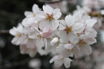 Boy with Tulips and sakura