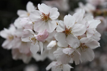 Boy with Tulips and sakura