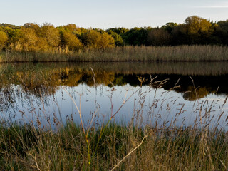 Autumn Wetland Pond Reflection at Sunset