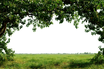 Green field with tree branches forming natural frame, isolated on transparent cutout background
