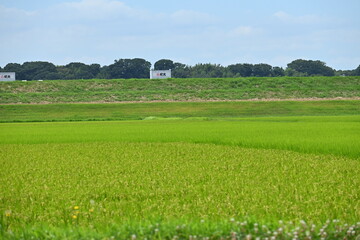 田園風景