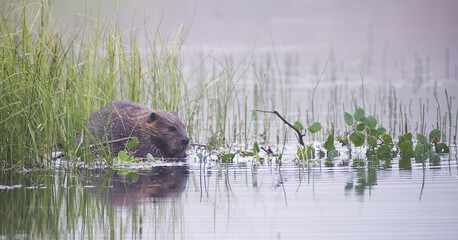 american beaver