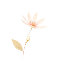 Obraz premium Light Pink Line Flower with Bud and Leaf on Transparent Background