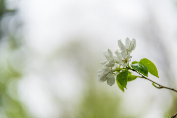 White blossoming apple trees with rain drops
