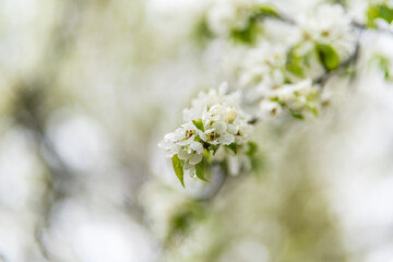 White blossoming apple trees with rain drops