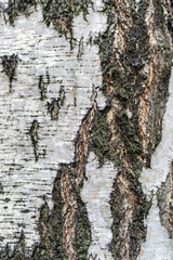 Obraz premium The texture of the birch bark.