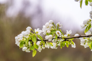 Obraz premium White blossoming apple trees with rain drops