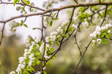 White blossoming apple trees with rain drops