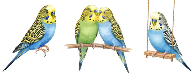  Watercolor Set Budgie Illustrations