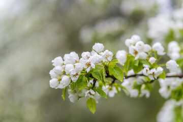 White blossoming apple trees with rain drops