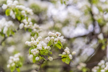 White blossoming apple trees with rain drops