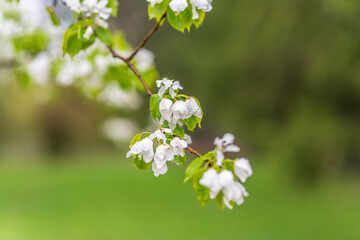 White blossoming apple trees with rain drops