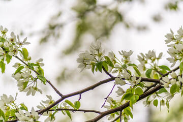 White blossoming apple trees with rain drops