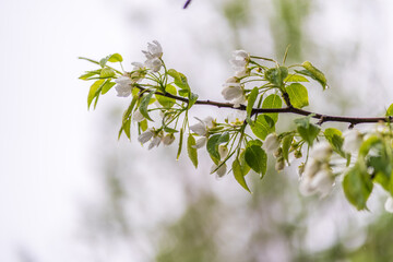 White blossoming apple trees with rain drops