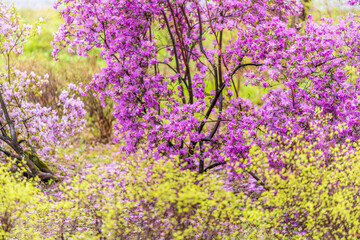 Pink flowers of Siberian rhododendron copy space. Rhododendron dauricum. Spring flowering of Altai rhododendron.