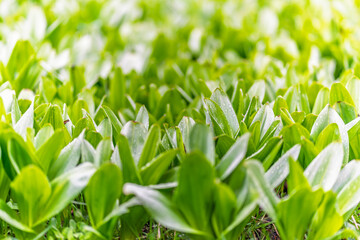 Green leaves with water drops after rain