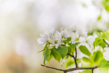 White blossoming apple trees with rain drops