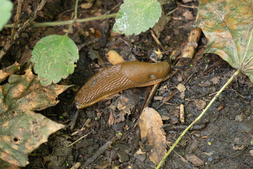 Close-up of a brown slug moving across moist forest floor covered with leaves and organic debris, illustrating biodiversity and soil ecosystem
