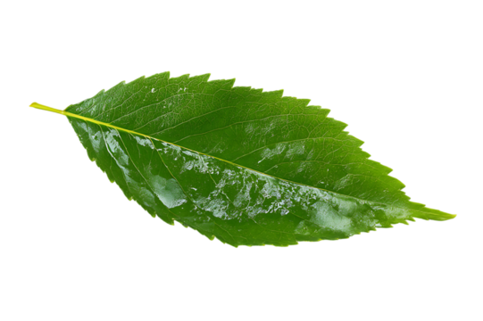 A Detailed Close-Up Photograph of a Single, Vibrant Green Leaf  Isolated on transparent background, cutout	