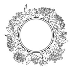 Elderberries Branch with Flowers, Berries and Leaves Outline Round Frame. Vector isolated for design or decoration.