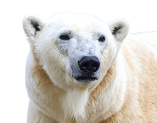 Close-up portrait of a polar bear against a white background, showcasing its fur texture and facial features