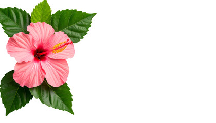 Beautiful pink hibiscus blossom with vibrant green leaves for tropical designs and floral arrangements, bringing a touch of paradise and summer vibes to any project