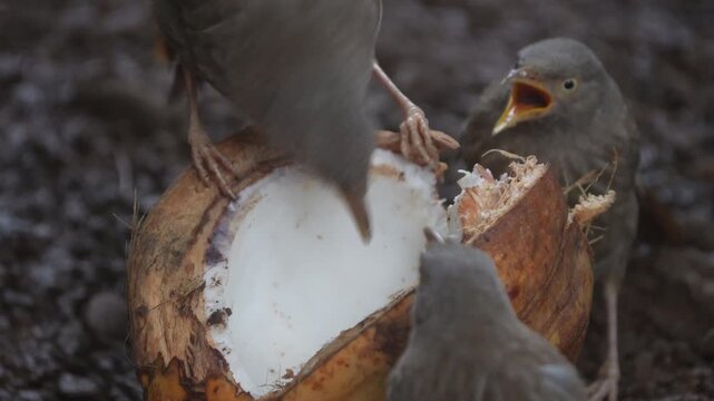 Jungle Babbler with a broken coconut