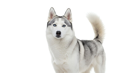 Siberian husky dog looking alert and proud against a bright white background