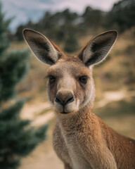 Obraz premium Kangaroo Looking Inquisitively at the Camera