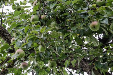 apples on tree