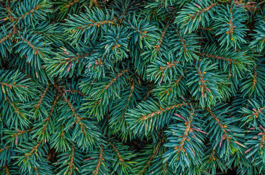 background of green fir branches