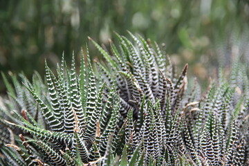 Many cactus plants growing in the garden.
