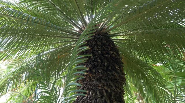 Cycas revoluta palm. Latin name - cycas revoluta.