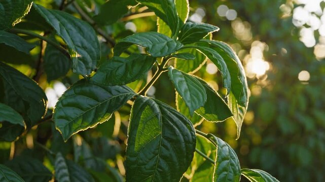Tranquil Patchouli Leaves Basking in Sunlight A Relaxation Haven for Your Designs.