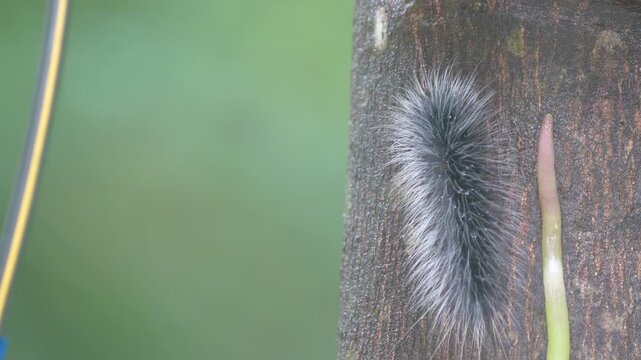 Macro close-up of a black and white hairy caterpillar (Olepa ricini) crawling along tree bark, showcasing fine bristles and natural texture in a forest environment.