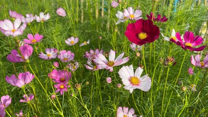 beautiful cosmos flower. Sunrise over the cosmos flower field. Cosmos flower blossom in garden