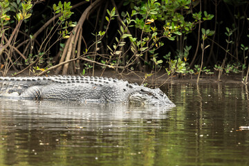 Saltwater crocodile rests on the muddy bank of a mangrove forest, camouflaged against dense green foliage.