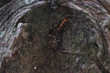 Close-up of a tree trunk with a knot hole, revealing dark, textured wood and some orange fungus within the cavity.