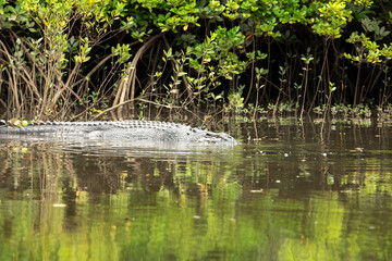 Saltwater crocodile rests on the muddy bank of a mangrove forest, camouflaged against dense green foliage.