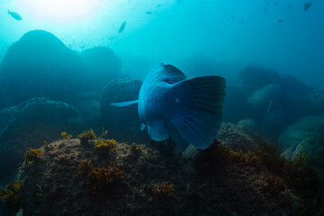 A large blue groper swims over a rocky reef, surrounded by schools of fish and underwater vegetation.