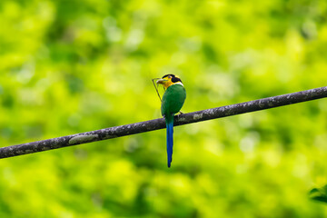 Long-tailed broadbill Broad-mouthed, long-tailed adults have a bright yellow throat and face. There are yellow patches on each side of the nape of the neck.	