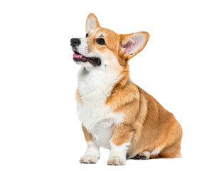 Welsh Corgi breed dog sitting calmly, isolated on a clean white background. This small, sturdy canine displays expressive eyes, short legs, fluffy coat, alert ears, and a friendly, intelligent demeano