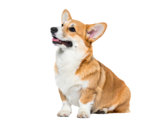 Welsh Corgi breed dog sitting calmly, isolated on a clean white background. This small, sturdy canine displays expressive eyes, short legs, fluffy coat, alert ears, and a friendly, intelligent demeano