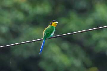 Long-tailed broadbill Broad-mouthed, long-tailed adults have a bright yellow throat and face. There are yellow patches on each side of the nape of the neck.	