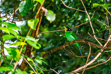 Long-tailed broadbill Broad-mouthed, long-tailed adults have a bright yellow throat and face. There are yellow patches on each side of the nape of the neck.	