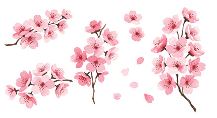 Elegant cherry blossoms illustration with soft pink petals and delicate branches in a floral arrangement
