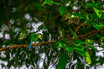 Fototapeta premium Long-tailed broadbill Broad-mouthed, long-tailed adults have a bright yellow throat and face. There are yellow patches on each side of the nape of the neck. 